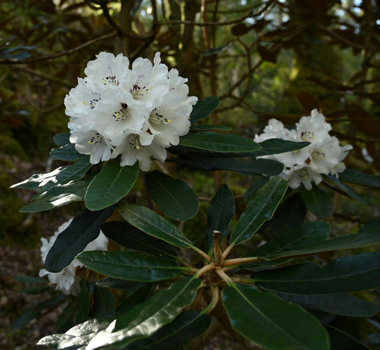 R. rex ssp. fictolacteum AGM